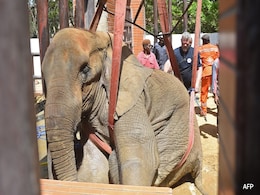 "Nearly Lost Her": Crippled Pak Elephant Noor Jehan Will Survive Diagnosis "Nearly Lost Her": Crippled Pak Elephant Noor Jehan Will Survive Diagnosis