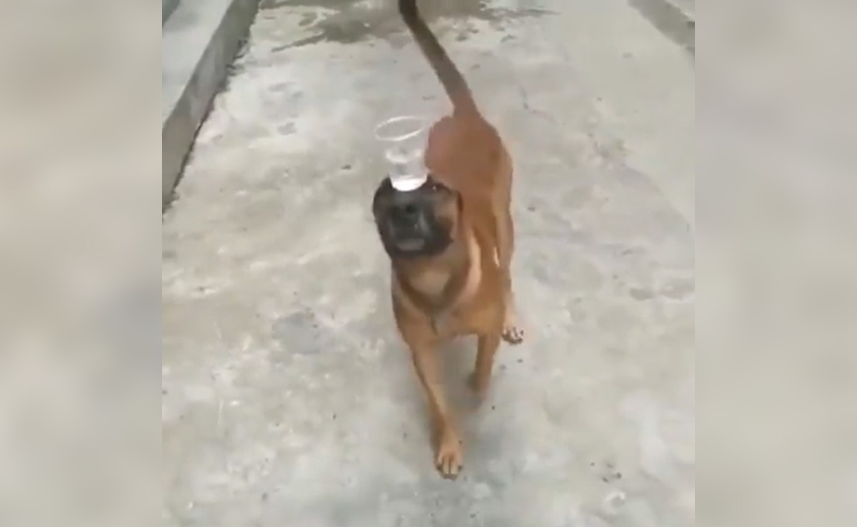 पानी के गिलास को नाक पर रखकर शानदार करतब दिखाता नजर आया ये डॉगी, वीडियो देख हैरान हुए लोग