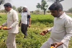 मौसम की मार और अब टमाटर की गिरती कीमतों ने किसानों के अरमानों पर फेरा पानी मौसम की मार और अब टमाटर की गिरती कीमतों ने किसानों के अरमानों पर फेरा पानी