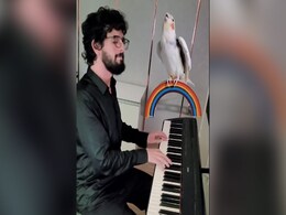 Watch: Parrot Sings In Perfect Harmony As Man Plays Piano, Internet Stunned Watch: Parrot Sings In Perfect Harmony As Man Plays Piano, Internet Stunned