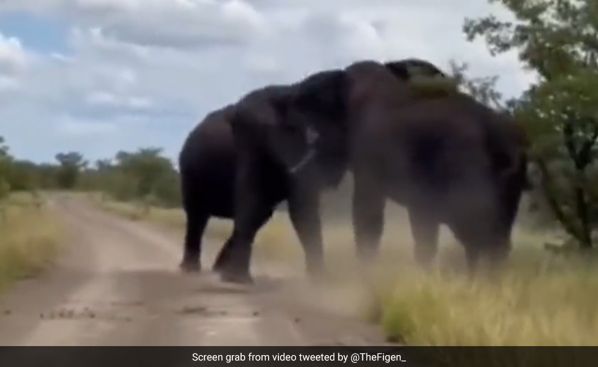 Viral Video Of Two Elephants Ferociously Fighting Each Other Stuns Internet