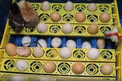 Jammu And Kashmir Boy, 10, Develops Low Cost Egg Incubator Jammu And Kashmir Boy, 10, Develops Low Cost Egg Incubator