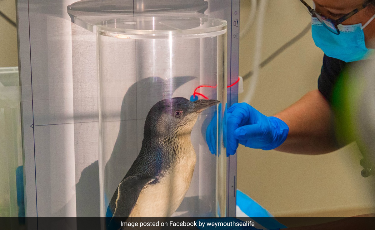 Watch: Chaka The Penguin Becomes The First In The World To Get An MRI Scan