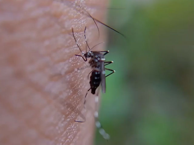 World Malaria Day 2023: Key Things To Know About The Disease