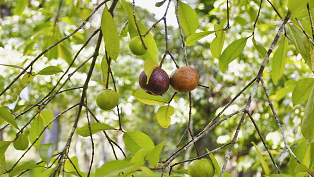 Kokum Benefits: इम्यून पावर और स्किन के लिए वरदान है कोकम, फायदे जानिए यहां 