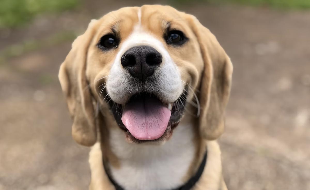 National Pet Day 2023: आपके घर भी है कोई पालतू तो इस तरह बनाएं उसका दिन खास, मजा भी आएगा खूब 