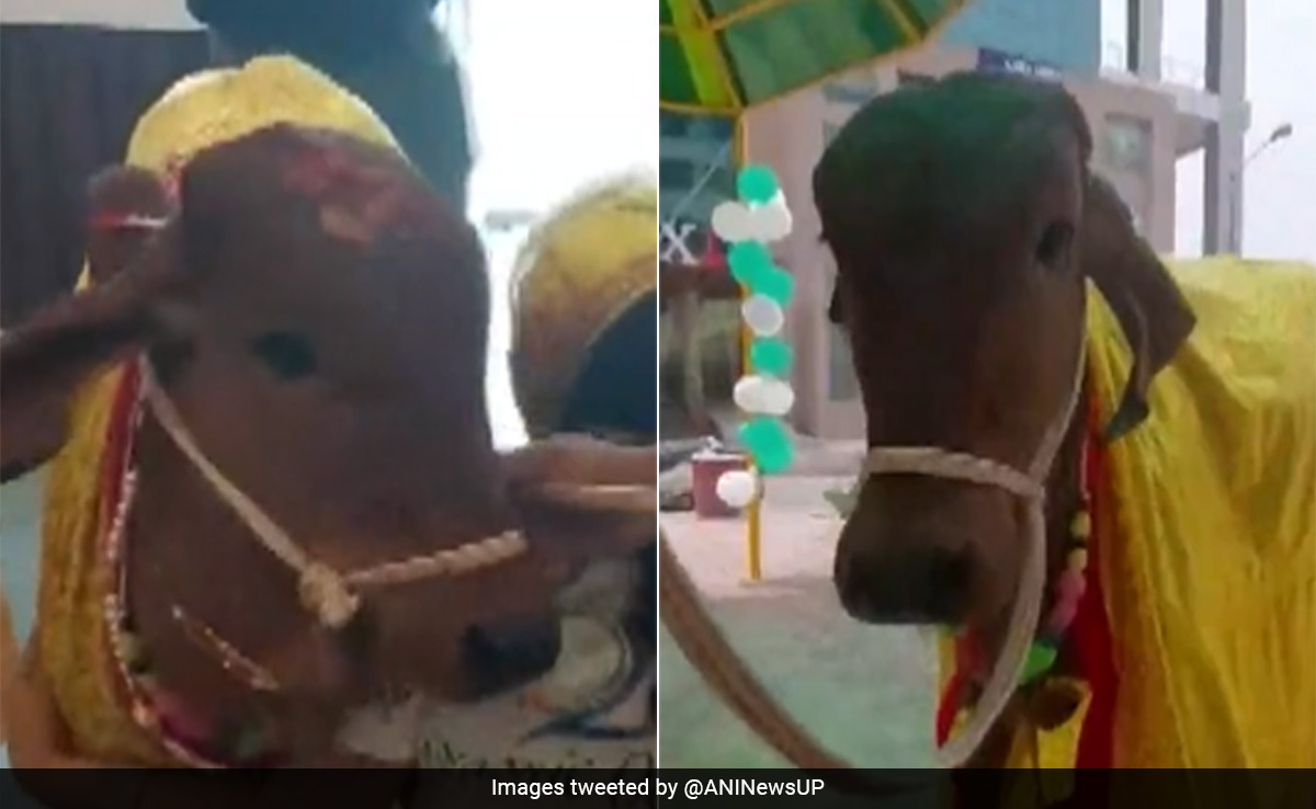 Watch: Cow Made Guest Of Honour, Inaugurates Organic Restaurant In Lucknow