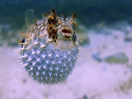 Brazil Man Dies After Eating Poisonous Pufferfish Given As A Gift Brazil Man Dies After Eating Poisonous Pufferfish Given As A Gift