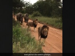 शेर बैठकर आराम कर रहे थे, तभी टहलते हुए आए दो गैंडे, फिर जो हुआ, लोग बोले- शेर को जंगल का राजा किसने बनाया? शेर बैठकर आराम कर रहे थे, तभी टहलते हुए आए दो गैंडे, फिर जो हुआ, लोग बोले- शेर को जंगल का राजा किसने बनाया?