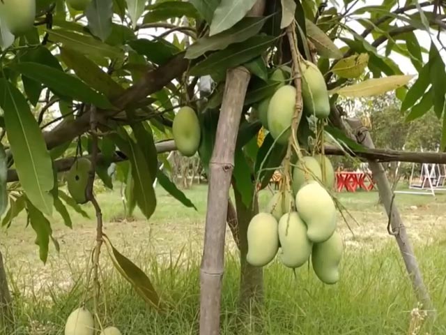 Exotic Mangoes Worth Lakhs Get VIP Protection