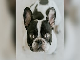 US Woman Offers Reward Of Rs 1.64 Lakh To Find Her Missing Dog US Woman Offers Reward Of Rs 1.64 Lakh To Find Her Missing Dog