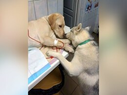 बीमार और हताश बेजुबानों को सहारा देता है ये Dog, तस्वीर देख लोगों ने कहा- बहुत हिम्मत है! बीमार और हताश बेजुबानों को सहारा देता है ये Dog, तस्वीर देख लोगों ने कहा- बहुत हिम्मत है!