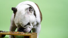 Take Your Fur Baby Along: Top 5 Pet-Friendly Cafes In Gurugram