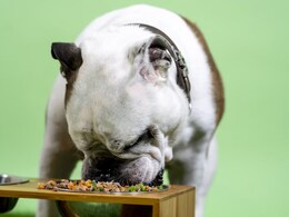 Take Your Fur Baby Along: Top 5 Pet-Friendly Cafes In Gurugram