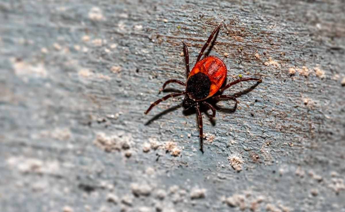 Deadly Tick-Borne Encephalitis Virus Found In Several Parts Of The UK