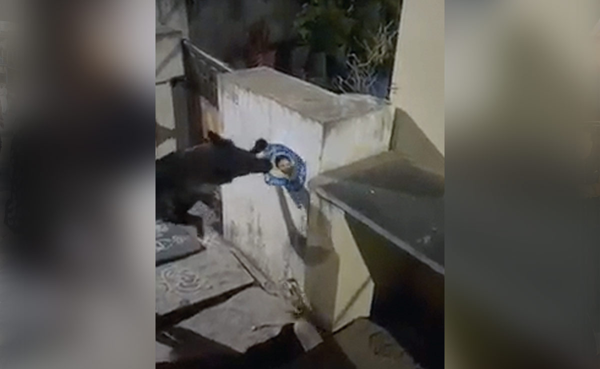 दीवार पर लगे मुख्यमंत्री का पोस्टर फाड़ने पर कुत्ते के खिलाफ पुलिस में शिकायत दर्ज