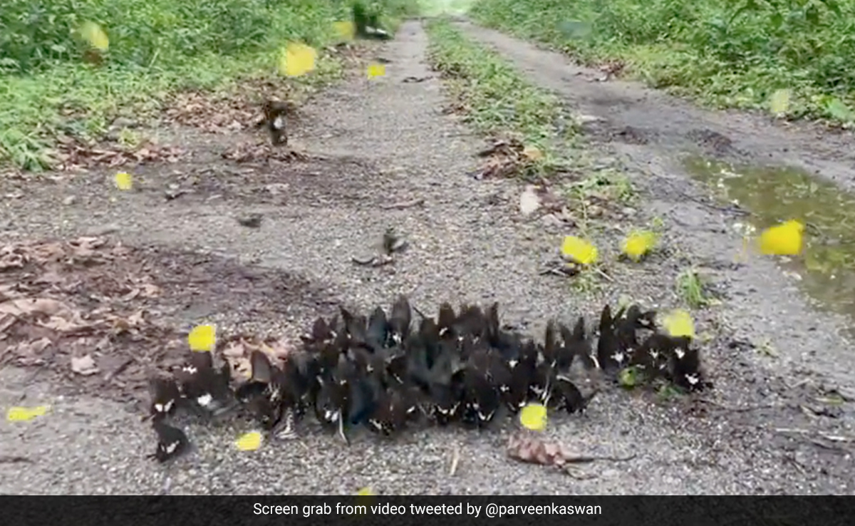 VIDEO: पानी के किनारे दिखा रंग बिरंगी तितलियों का झुरमुट, रंगीन पंखों की उड़ान ने खुशनुमा बना यूजर्स का दिन VIDEO: पानी के किनारे दिखा रंग बिरंगी तितलियों का झुरमुट, रंगीन पंखों की उड़ान ने खुशनुमा बना यूजर्स का दिन