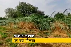 महाराष्ट्र में बेमौसम बारिश अब प्राकृतिक आपदा  महाराष्ट्र में बेमौसम बारिश अब प्राकृतिक आपदा