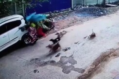 Video: Chased By Stray Dogs, Odisha Woman Rams Scooter Into Parked Car Video: Chased By Stray Dogs, Odisha Woman Rams Scooter Into Parked Car