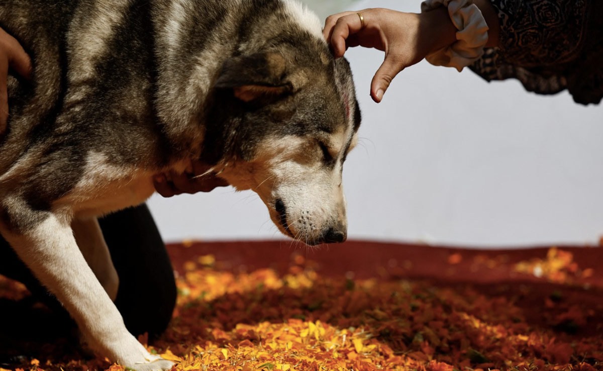 ओडिशा की हो जनजाति में इंसान और कुत्ते के बीच हुई शादी, जानिए इस अंधविश्वास की पूरी कहानी