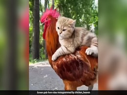 बिल्ली को पीठ पर बैठाकर, मुर्गे ने कराई सैर, Video दिल खुश कर देगा बिल्ली को पीठ पर बैठाकर, मुर्गे ने कराई सैर, Video दिल खुश कर देगा