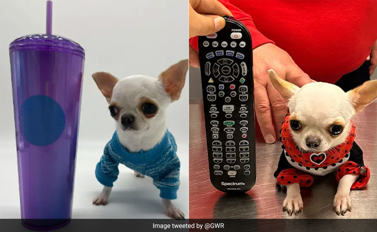 World's Shortest Dog, Tinier Than A TV Remote, Sets Guinness World Record