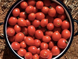 इन तरीकों से बिना फ्रिज के भी 10 से भी ज्यादा दिनों तक फ्रेश रहेंगे टमाटर, यहां जानें तरीका