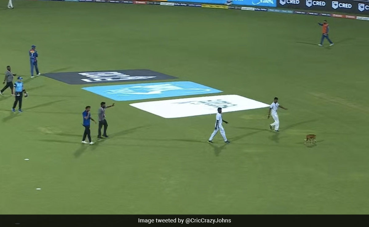 IPL 2023; CSK vs LSG: अचानक मैदान में दौड़ने लगा Dog, अंपायर और खिलाड़ियों को कुछ ऐसे किया परेशान, video