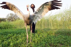 पिंजरे में बंद सारस ने दोस्त आरिफ को देख यूं किया रिएक्ट पिंजरे में बंद सारस ने दोस्त आरिफ को देख यूं किया रिएक्ट