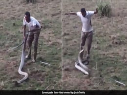 टूरिस्ट गोवा में मस्ती कर रहे थे, अचानक झाड़ियों से निकला किंग कोबरा, आगे जो हुआ, लोग कभी नहीं भूलेंगे टूरिस्ट गोवा में मस्ती कर रहे थे, अचानक झाड़ियों से निकला किंग कोबरा, आगे जो हुआ, लोग कभी नहीं भूलेंगे