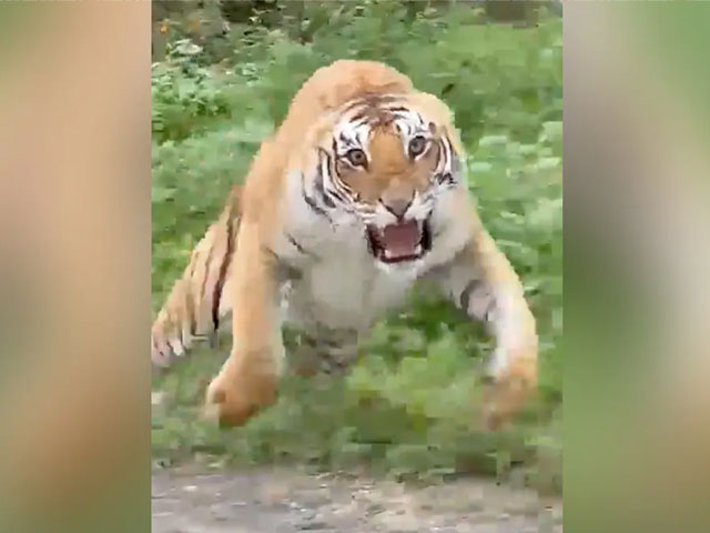 On Camera: Angry Tiger Threatens Tourists On Safari