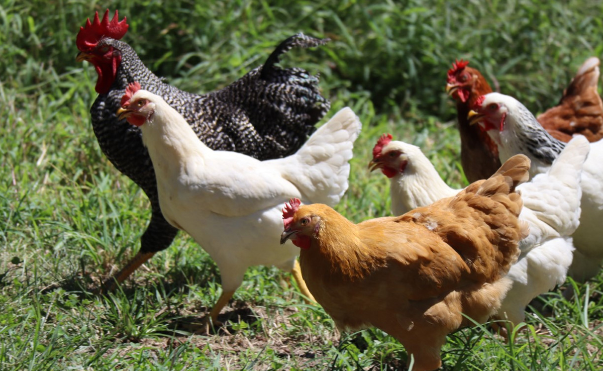 Chinese Man Gets 6 Months In Jail For Scaring 1,100 Of His Neighbour's Chickens To Death