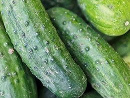 खीरा गलत समय पर खाने से फायदे की जगह होगा नुकसान, जानें सही समय खीरा गलत समय पर खाने से फायदे की जगह होगा नुकसान, जानें सही समय