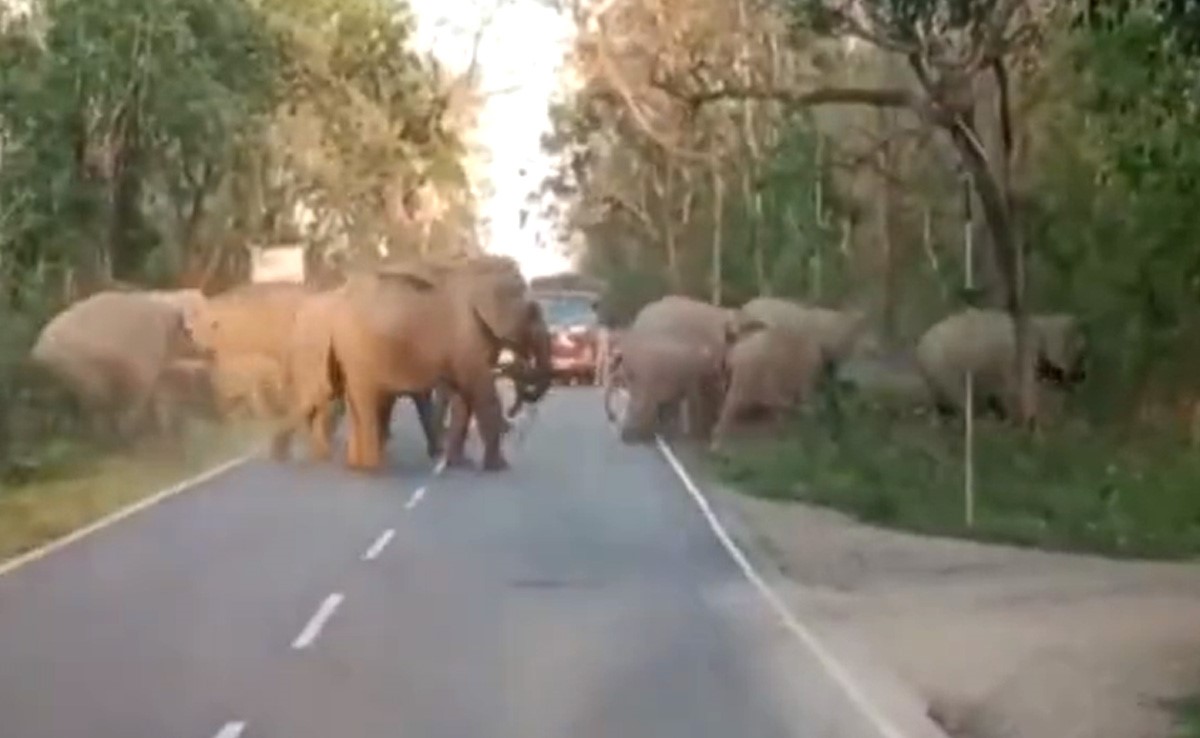 सड़क पर एक साथ दिखे गजराज, राहगीरों की अटक गई सांसें, वीडियो सोशल मीडिया पर हो रहा है वायरल