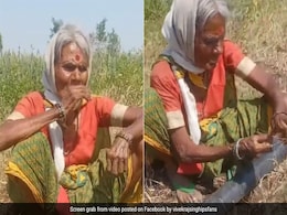 खेत में काम करते हुए दादी ने गाया बहारों फूल बरसाओ गाना, आवाज़ ने ऐसा जादू चलाया, बार-बार सुन रहे लोग खेत में काम करते हुए दादी ने गाया बहारों फूल बरसाओ गाना, आवाज़ ने ऐसा जादू चलाया, बार-बार सुन रहे लोग