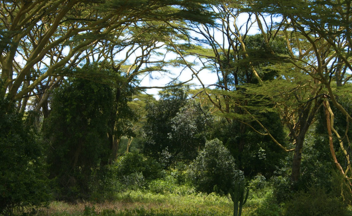 4 People Found Dead In Kenyan Forest, Were Fasting To "Meet Jesus"