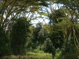 Tropical Forests Could Get Too Hot For Photosynthesis Due To Climate Change, Says Study Tropical Forests Could Get Too Hot For Photosynthesis Due To Climate Change, Says Study