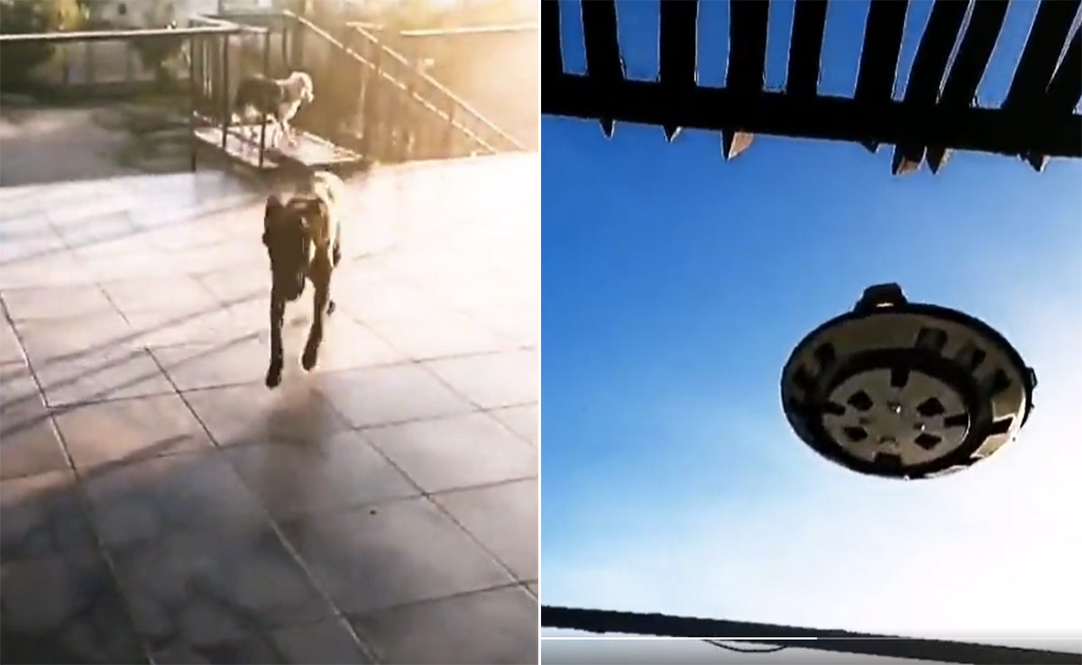 आसमान में दिखा 'एलियन का यान', देखते ही भागने लगे कुत्ते, वायरल वीडियो सवाल उठा रहे हैं लोग!