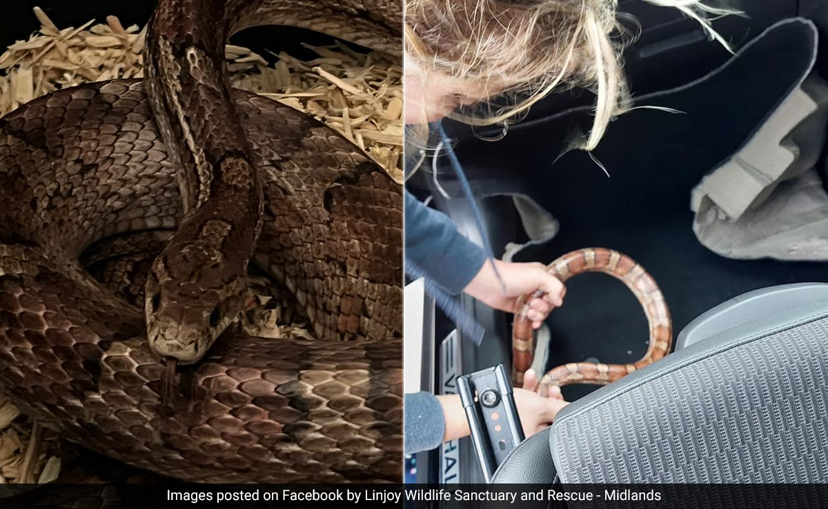 Snake Hangs From Car Dashboard, Hides Under Seats As Rescuers Try To Catch It