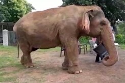 World's Oldest Elephant Is At Madhya Pradesh Reserve, Claim Officials World's Oldest Elephant Is At Madhya Pradesh Reserve, Claim Officials