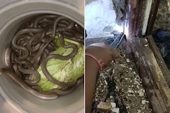 They Knew There Were Termites Inside Door Frame, Found 39 Snakes Too They Knew There Were Termites Inside Door Frame, Found 39 Snakes Too