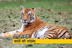 देश में बाघों की संख्या बढ़कर हुई 3167, पीएम मोदी ने जारी किया नया आंकड़ा देश में बाघों की संख्या बढ़कर हुई 3167, पीएम मोदी ने जारी किया नया आंकड़ा
