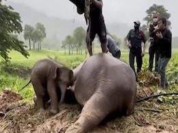 बच्चा गड्ढे में गिर गया तो 2 दिन तक हथिनी ने दूध पिलाया, अंत में सांस लेना बंद किया, फिर हुआ चमत्कार.. बच्चा गड्ढे में गिर गया तो 2 दिन तक हथिनी ने दूध पिलाया, अंत में सांस लेना बंद किया, फिर हुआ चमत्कार..