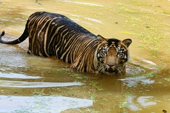 India Celebrates 50 Years Of 'Project Tiger',  But Challenges Galore India Celebrates 50 Years Of 'Project Tiger',  But Challenges Galore