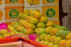 This Pune Seller Offers Alphonso Mangoes On EMI This Pune Seller Offers Alphonso Mangoes On EMI