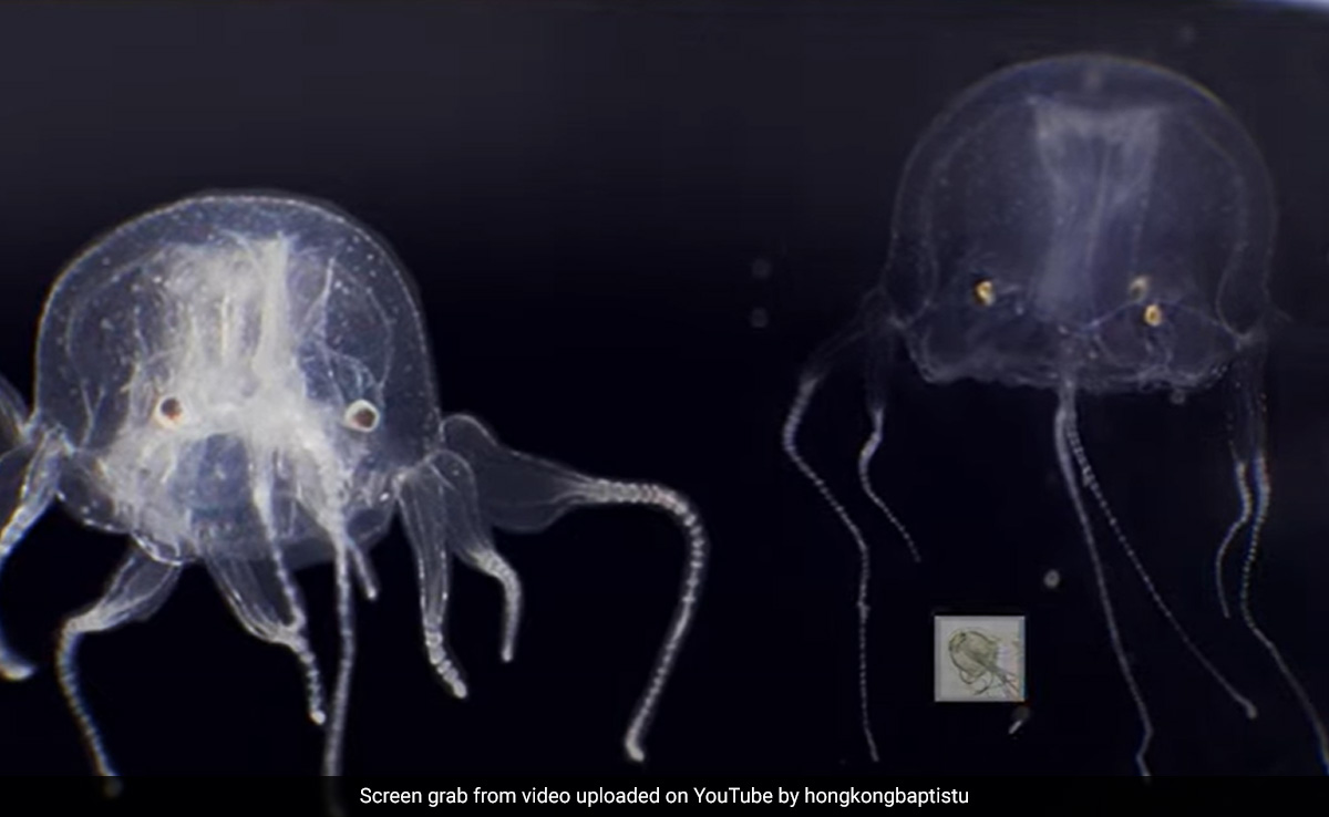 Watch: Hong Kong Scientists Discover Box Jellyfish With 24 Eyes