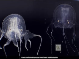 Watch: Hong Kong Scientists Discover Box Jellyfish With 24 Eyes Watch: Hong Kong Scientists Discover Box Jellyfish With 24 Eyes