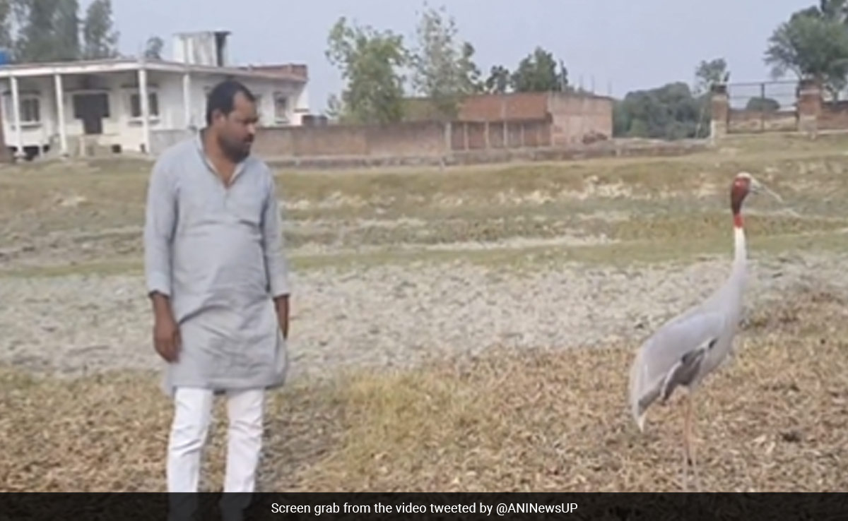 Watch: After Arif Khan, Video Of Another UP Man's Friendship With Sarus Crane Goes Viral