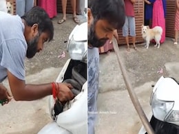 स्कूटी पर बैठते ही फन मारकर निकल आया किंग कोबरा सांप, Video देख कांप जाएगी रूह स्कूटी पर बैठते ही फन मारकर निकल आया किंग कोबरा सांप, Video देख कांप जाएगी रूह