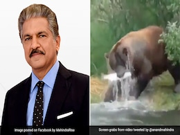 भालू ने चालाकी से किया तेज़ धारा में बहती मछली का शिकार, आनंद महिंद्रा ने शेयर किया Video, बताया- सफलता का सबसे बड़ा मंत्र भालू ने चालाकी से किया तेज़ धारा में बहती मछली का शिकार, आनंद महिंद्रा ने शेयर किया Video, बताया- सफलता का सबसे बड़ा मंत्र